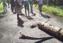 Pemerintah dan Masyarakat Damau Bersihkan Jalan Tertimpa Pohon