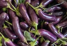 Cegah Anemia Dengan Kosumsi Terong