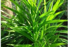 Minum Air Rebusan Pandan Bisah Redahkan Nyeri