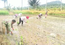 Babinsa Bantu Masyarakat Tanam Padi