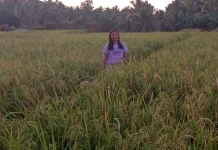 Petani Desa Ambela Kembali Tanam Padi usai 20 Tahun