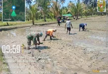 Sinergi Babinsa Talaud Dampingi Petani Tanam Padi