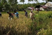 Babinsa Rae Selatan Dampingi Poktan Anda’aran Panen Padi
