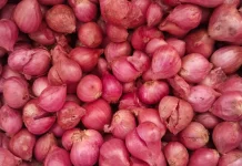 Harga Bawang Merah Naik di Talaud