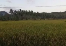 Pengembangan Sawah Baru Talaud Tingkatkan Pendapatan Petani