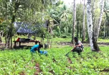 Babinsa Lirung Bantu Warga Bertani