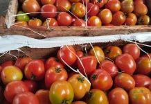 Harga Tomat Talaud Mulai Naik