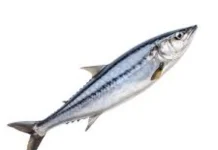 Ikan Tengiri Kaya dengan Kandungan Omega 3