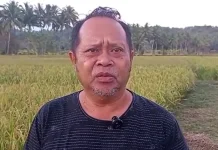 Talaud Kembangkan Persawahan Padi Andalkan Bantuan Bibit