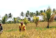 Babinsa Ikut Panen Padi di Desa Ambela
