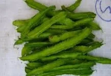 Kenali Manfaat Sayur Kecipir Berdampak Baik untuk Kesehatan