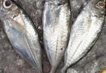 Ikan Tude Bermanfaat untuk Kesehatan