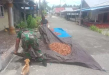 Tentara Bantu Warga  Miangas  Jemur Kopra