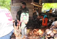 Petani Kelapa di Rainis dibantu TNI dalam Mengolah Hasil Panen