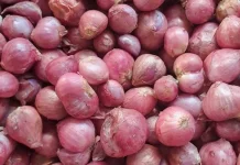 Harga Bawang Merah di Pasar Lirung Naik
