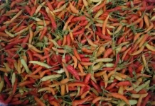 Harga Cabai Mulai Turun di Talaud