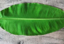 Jarang Diketahui ini 5 Manfaat Daun Pisang
