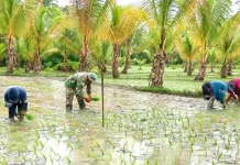 Babinsa Desa Ambela Lakukan Pendamping Penanaman Padi