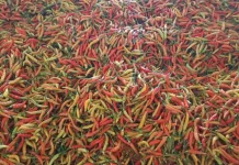 Harga Cabai dan Tomat Turun