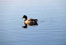 Fenomena “Duck Syndrome”: Terlihat Tenang, Padahal Kewalahan