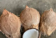 Kelapa Tua Bisa Menjadi Sumber Lemak Sehat untuk Jantung