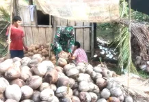 Koramil Essang Bantu Warga Kelolah Hasil Pertanian Kelapa