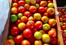 Harga Tomat di Pasar Melonguane Naik