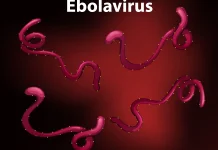 WHO Tetapkan Ebola Darurat Global, Indonesia Diminta Perkuat Skrining
