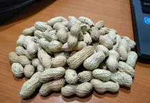 Dampak Konsumsi Kacang Kulit Berlebihan bagi Kesehatan