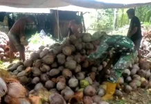Babinsa Bantu Warga Kelolah Hasil Pertanian