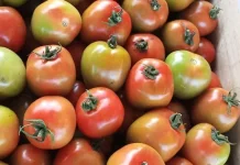 Harga Tomat, Turun 20 Ribu Rupiah per Kilogram