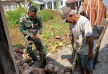 Babinsa Miangas Dampingi Warga Olah Kelapa Jadi Kopra
