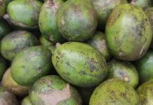 Buah Kedondong dan Manfaatnya bagi Kesehatan