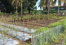 Lahan Tanaman Holtikultura di Kodim Jadi Contoh Pengembangan Pertanian