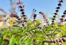 Herbal Penurun Kolesterol yang baik untuk Tubuh