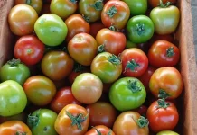 Harga Tomat Kembali Naik, Tembus 30 Ribu Rupiah per Kilogram
