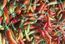 Cabai di Pasar Melonguane Turun