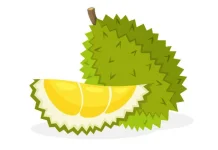 Komsumsi Durian Bermanfaat untuk Kesehatan