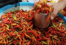 Harga Cabai Naik Jadi 70 Ribu Rupiah per Kilogram