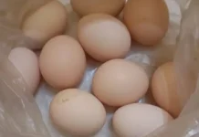 Telur Ayam Memiliki Manfaat Luar Biasa