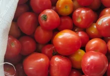 Harga Tomat Turun, Jadi 18 Ribu Rupiah per Kilogram