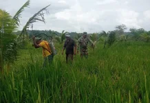 Tanggap Hama Tikus, Babinsa Ambela Dampingi Petani
