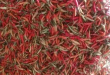Cabai di Pasar Melonguane Melambung Tinggi