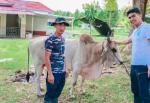 Iduladha 1447 H, Lanal Melonguane Bagikan Daging Kurban ke Masyarakat