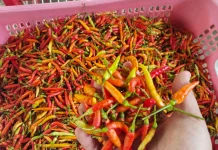 Harga Cabai di Talaud Perlahan Mulai Turun