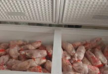 Harga Daging Ayam Nain 45 Ribu Rupiah per Kilogram