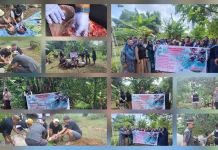 Sapi Qurban MCN Aya Sofya Melonguane Didistribusikan