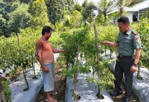 TNI dan Warga Essang Kolaborasi Sukseskan Swasembada Pangan