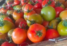 Harga Tomat di Pasar Melonguane Naik Signifikan