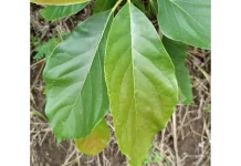 5 Manfaat Daun Alpukat untuk Kesehatan Tubuh